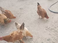 نورث هالند بلو — عکس 3