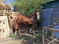 Mare, Horses — photo 1