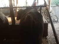 Bull, Cattle — photo 1