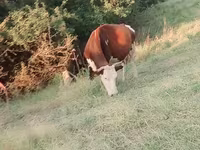 วัวตัวเมีย, Latvian Blue cattle — รูปภาพ 3