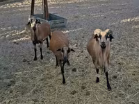 แกะตัวผู้, Cameroon sheep — รูปภาพ 2