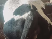 Bydło (partia, płeć nieokreślona), Russian Black pied cattle — zdjęcie 3