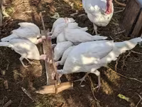 Turkeys — फ़ोटो 3