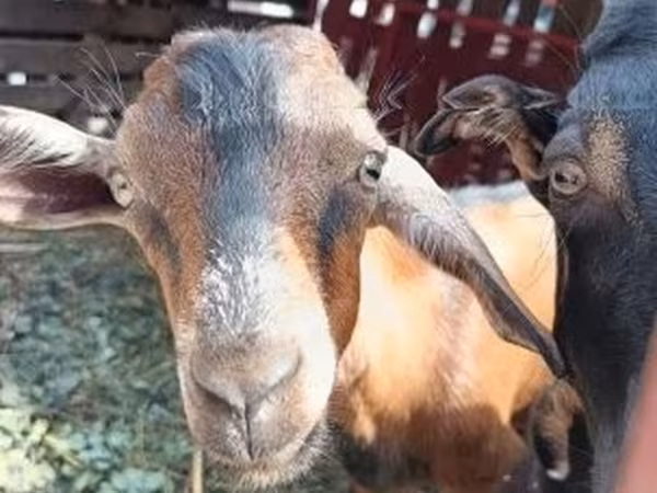 Goat, Goats — Hungary