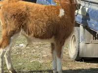 황소, Simmental cattle — 사진 4