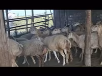 Ido, Sheep — sawirka 5