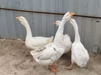 Geese — foto 1