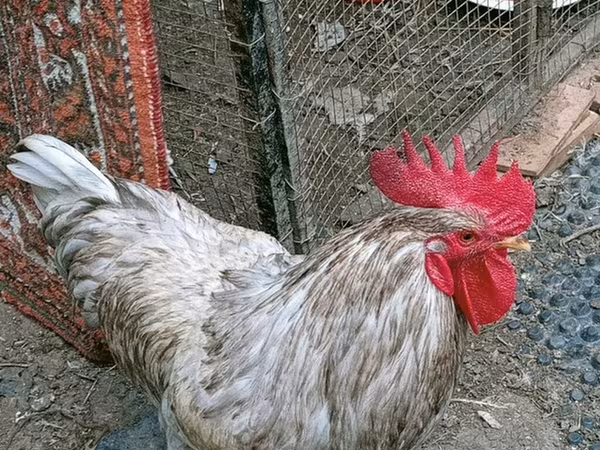 Chickens