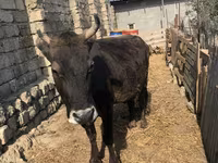 Mucca, Bovini — foto 1