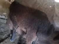 قوچ, گوسفند — عکس 2