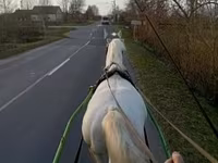 Cal, Lipizzaner — foto 2