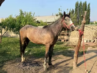 Cavallo, Cavalli — foto 2
