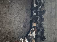 Chickens — zdjęcie 5