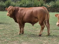 گاو نر, گاو لیموزین — عکس 2