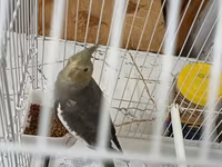 Məhsul: Nimfa (Cockatiel) papağanı və qəfəs dəsti Təsvir: - Rəng — รูปภาพ 4