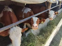گاو نر, Simmental cattle — عکس 1