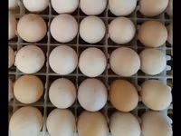 Australorp — foto 5