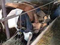 گاو نر, Russian Black pied cattle — عکس 1