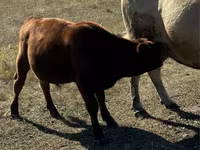 Bou, Vaca roșie fără coarne — foto 6
