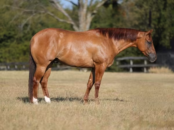 Жребец, Quarter Horse