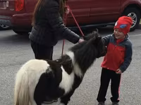 Kůň, Miniature horse — foto 7