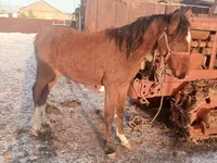 اسب نر, Thoroughbred horse — عکس 1