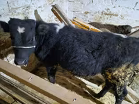 วัวตัวผู้, Simmental cattle — รูปภาพ 2