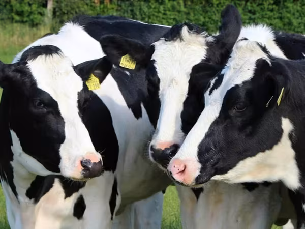 Cow, Russian Black pied cattle