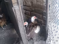 Domestic Muscovy — foto 2
