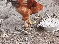 Chickens — foto 4