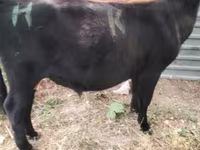 Toro, Bovini — foto 4