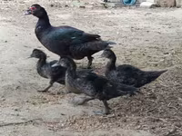 Ducks — عکس 2