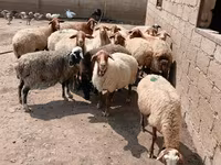 Pecora, Pecore — foto 1