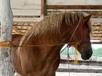 Kuda jantan, Horses — foto 2