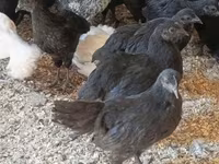 Ayam Cemani — zdjęcie 4