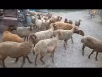 میش, گوسفند — عکس 1