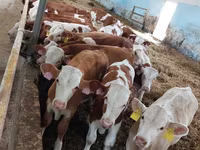 วัวตัวผู้, Simmental cattle — รูปภาพ 6