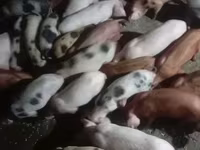 公猪, Pigs — 照片 5