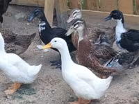 Ducks — foto 6