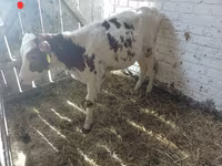 பசு, Russian Black pied cattle — புகைப்படம் 2