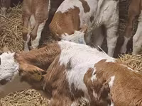 Cattle (batch, sex not specified), Simmental cattle — photo 3