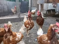 Chickens — foto 5