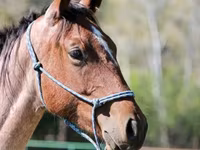 Cavallo, Quarter Horse — foto 3