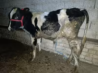 ხარი, Russian Black pied cattle — ფოტო 2