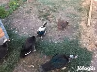 Ducks — fotografija 3
