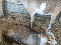 Kambing betina, Nubian Goat — foto 2