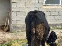 گاو نر, Simmental cattle — عکس 2