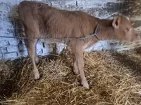 Lembu jantan, Cattle — foto 4
