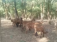 Caprone, Capre — foto 4