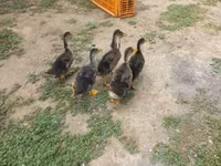 Ducks — 2. fotó